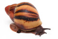 Archachatina marginata suturalis 1b juvenil